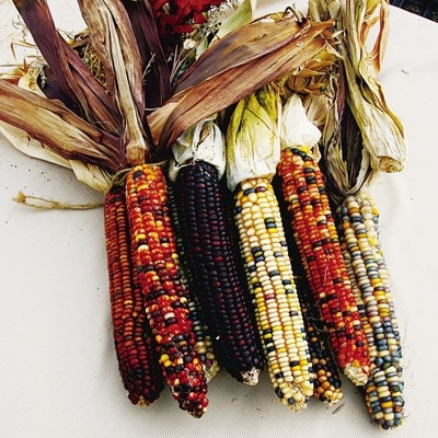 Ornamental Indian Rainbow Corn, Organic, Heirloom, Non-Gmo B10