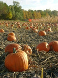 Connecticut Howden Biggie Field Pumpkins - Seeds - Non Gmo - Heirloom Seeds – Pumpkin Seeds B50