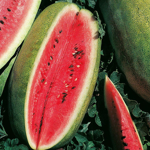 Congo Watermelon Seeds,  Non-GMO, Organic, Heirloom, Open air Pollinated B25