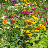 FEED and SAVE the BEES - Pollinator Fragrant Annual Perennial flower Seeds Mix  - Attracts Bird, Butterflies, wild bees, honey bees #100