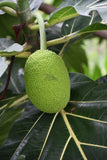 Fresh Jackfruit Artocarpus Heterophyllus Exotic Seeds Fresh 100% raw Organic Non-GMO World Largest Tropical Tree Seed B5