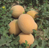 Ananas Melon (Cucumis melo) Seeds Non-GMO, Organic, Heirloom B25