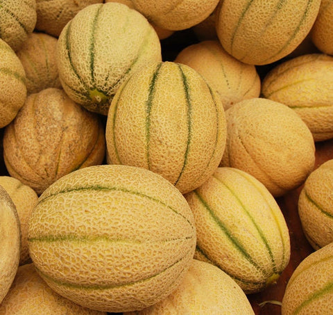 Exotic Rare Iroquois Muskmelon Melon (Cucumis melo) Seeds Non-GMO, Organic, Heirloom B10
