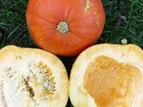 Big Max Pumpkin Seeds - Non Gmo - Heirloom Seeds – Pumpkin Seeds B5