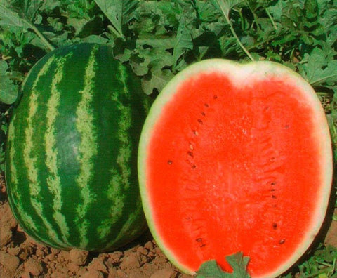 Rare AU Producer Watermelon Seeds Non-GMO, Organic, Heirloom B10