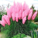 Pampas Grass Mix Feather Seeds Organic, Open Air Pollinated, Non-GMO B50