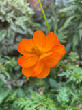 Orange Sulphur Sunrise Cosmos Heirloom and Open Pollinated Seeds Non GMO Bin # 100