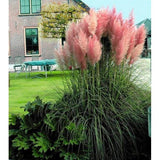 Pampas Grass Mix Feather Seeds Organic, Open Air Pollinated, Non-GMO B50
