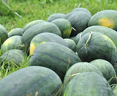 Rare Florida Giant Watermelon Seeds Non-GMO, Organic, Heirloom B10