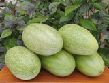 Rare Kaho Watermelon  Seeds Citrullus lanatus Non-GMO, Organic, Open Pollinated Heirloom B10