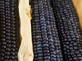 PO'SUWAEGEH BLUE Corn, Organic, Heirloom, Non-Gmo B10