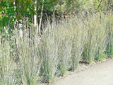 Little Bluestem Seeds Native American Prairie Grass Seeds Organic, Non-GMO B50