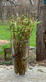 Weeping Willow Tree fresh Unrooted Cuttings 6 - 8", Salix Babylonica  Organic, non-Gmo B5