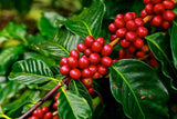 Coffea Arabica Seeds (Arabian Coffee Seeds) Organic Tropical Fruit Seeds, NonGMO B5