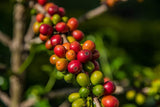 Coffea Arabica Seeds (Arabian Coffee Seeds) Organic Tropical Fruit Seeds, NonGMO B5