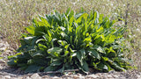 Green Belleville Sorrel Seeds Heirloom Non-GMO  BN50