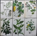 5 Original Antique BOTANICAL Lithographs, Engravings, Chromolithographs 18th 19th Century Prints - 100% Original No Reproductions Wall Art