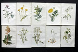 5 Original Antique BOTANICAL Lithographs, Engravings, Chromolithographs 18th 19th Century Prints - 100% Original No Reproductions Wall Art