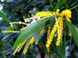 Exotic Rare Tropical Acacia senegal Gum Arabic Tree auriculiformis  Earleaf Acacia, Organic B5