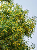 Exotic Rare Tropical Acacia senegal Gum Arabic Tree auriculiformis  Earleaf Acacia, Organic B5