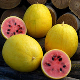 Golden Midget Watermelon Seeds Non-GMO, Organic, Heirloom B10