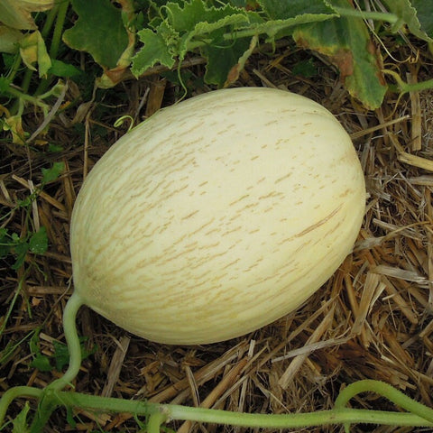 Branco Do Ribatejo Melon (Cucumis melo) Seeds Non-GMO, Organic, Heirloom B25