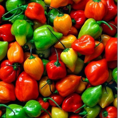 Habanero Super Hot Pepper Mix Seeds, Organic, Non-GMO B10
