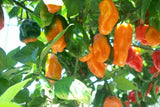 Super Hot  Orange Habanero Pepper Seed - Organic Habanero Seeds- Open Pollinated, Non GMO B10