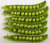 Dun, Dundale Pea Seeds, HEIRLOOM, non-GMO, B100