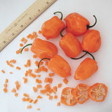 Super Hot  Orange Habanero Pepper Seed - Organic Habanero Seeds- Open Pollinated, Non GMO B10