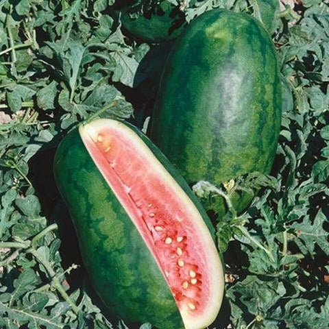 Congo Watermelon Seeds Non-GMO, Organic, Heirloom B25