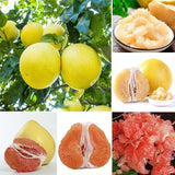Pomelo Seeds Organic Tropical Fruit Plants Grapefruit Mix Seeds Potted Fruit Tree High-nutrition Plants “Citrus maxima”  Non-GMO Fresh B10