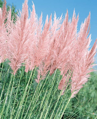 Pampas Grass Pink Feather Seeds Organic, Open Air Pollinated, Non-GMO B50