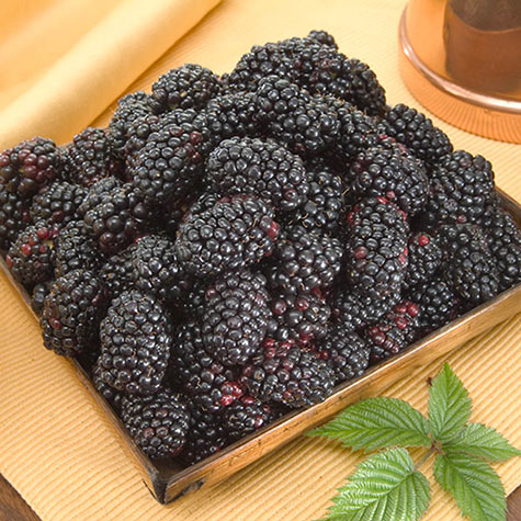 Giant Thornless Blackberry Seeds - Organic - Non-GMO B15