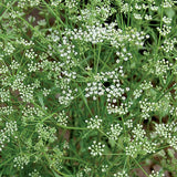 Anise seeds Heirloom Medicinal Herbs Organic Non-GMO B250