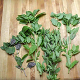 Basil Mix Seeds 15+ Varieties Heirloom Non-GMO Fragrant BN100
