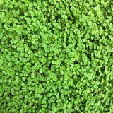 6+ Varieties, Mentha Mint Mix Seeds, Huge Varieties Herb Heirloom NON-GMO, Easy to Grow, Super Fragrant BN 50