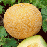 Organic Gala - Galia Melon Seed Heirloom B25
