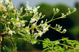 Organic Tropical Moringa Oleifera Tree seeds - malunggay seeds- Drumstick Miracle Tree seeds B10