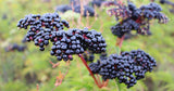 Adams American Black Elderberry Seeds (Sambucus nigra) Organic Heirloom Seeds for The Gardener & Rare Seeds Collector