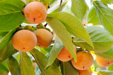 Japanese Persimmon Tropical Fruit Tree Seeds, Organic Non-GMO Diospyros kaki 'Fuyu' Seeds