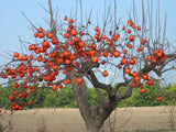 Japanese Persimmon Tropical Fruit Tree Seeds, Organic Non-GMO Diospyros kaki 'Fuyu' Seeds