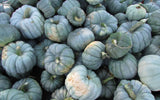 Exotic  Jarrahdale Blue Pumpkin Seeds from Queensland Moon Doll Vegetable Seed, Organic, NonGMO