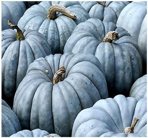 Exotic  Jarrahdale Blue Pumpkin Seeds from Queensland Moon Doll Vegetable Seed, Organic, NonGMO