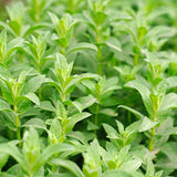 6+ Varieties, Mentha Mint Mix Seeds, Huge Varieties Herb Heirloom NON-GMO, Easy to Grow, Super Fragrant BN 50