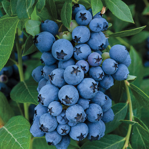 Blueberry Seeds Blend, Organic Fruit , Non GMO B25