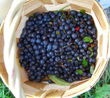 Blueberry Seeds Blend, Organic Fruit , Non GMO B25