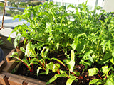 7 Amazing Types Salad Mixture of Seeds, 50+ Varieties, Organic, Heirloom, Non GMO BN250