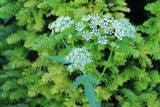 Ajowan caraway, thymol, bishop's weed seeds Heirloom Medicinal Herbs Organic Non-GMO B250