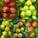 Mixed Sweet Apple Seeds Organic Edible Fruit Tree B10
